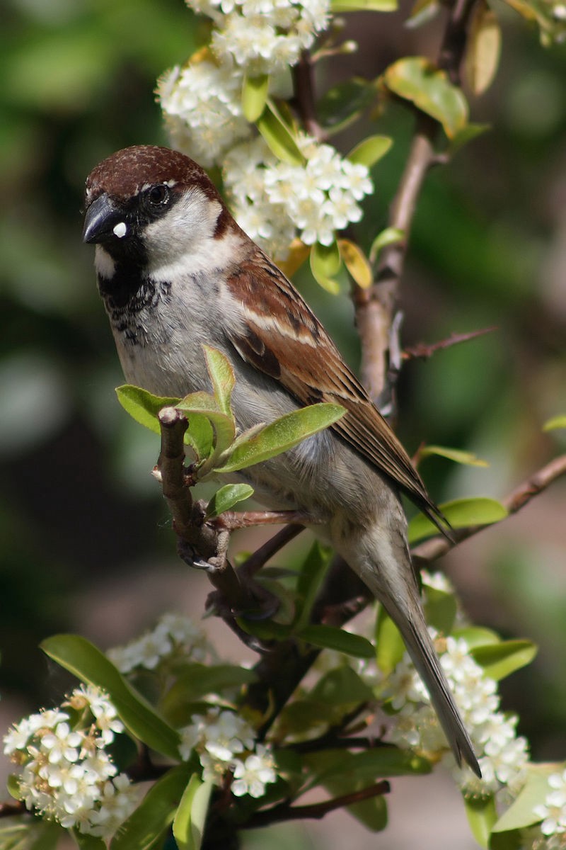 Male Italian Sparrow (Passer italiae). Montecatini Terme, Tuscany.